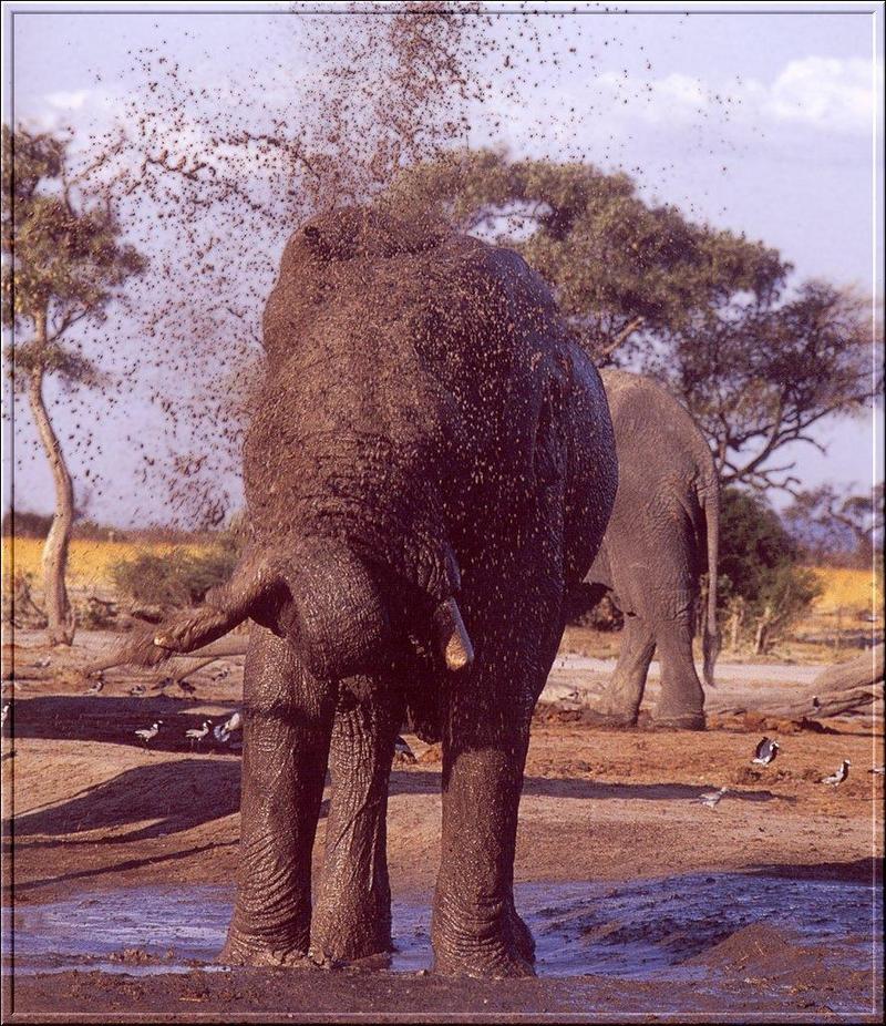 South African Bush Elephants (Loxodonta africana africana) {!--덤불코끼리(아프리카코끼리 아종)-->; DISPLAY FULL IMAGE.