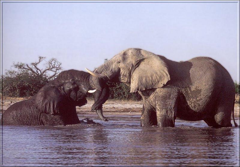 South African Bush Elephants (Loxodonta africana africana) {!--덤불코끼리(아프리카코끼리 아종)-->; DISPLAY FULL IMAGE.