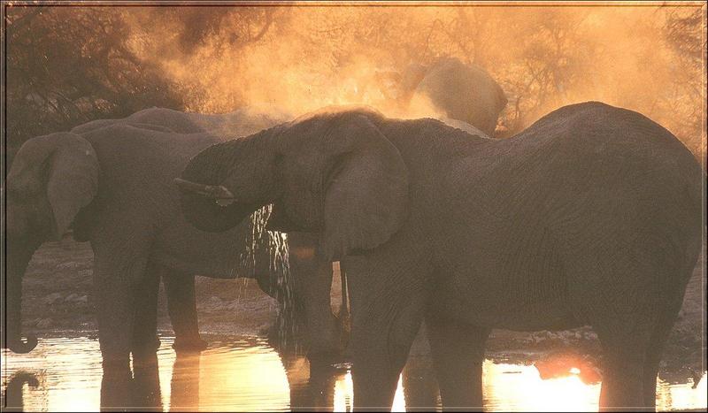 South African Bush Elephants (Loxodonta africana africana) {!--덤불코끼리(아프리카코끼리 아종)-->; DISPLAY FULL IMAGE.