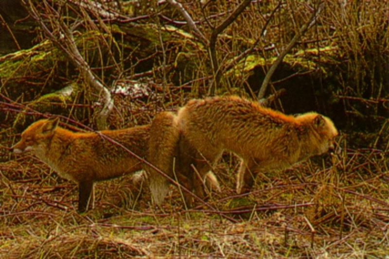 Mating Red Fox pair {!--붉은여우, 짝짓기-->; DISPLAY FULL IMAGE.