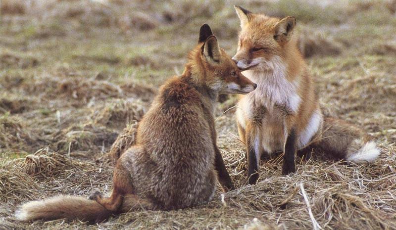 Mating Red Fox pair {!--붉은여우, 짝짓기-->; DISPLAY FULL IMAGE.
