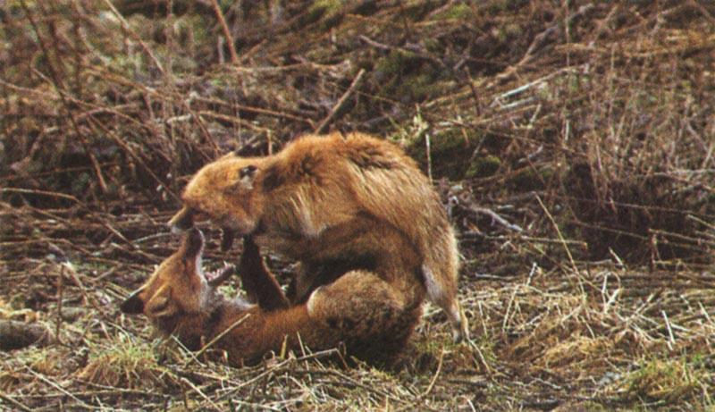 Mating Red Fox pair {!--붉은여우, 짝짓기-->; DISPLAY FULL IMAGE.
