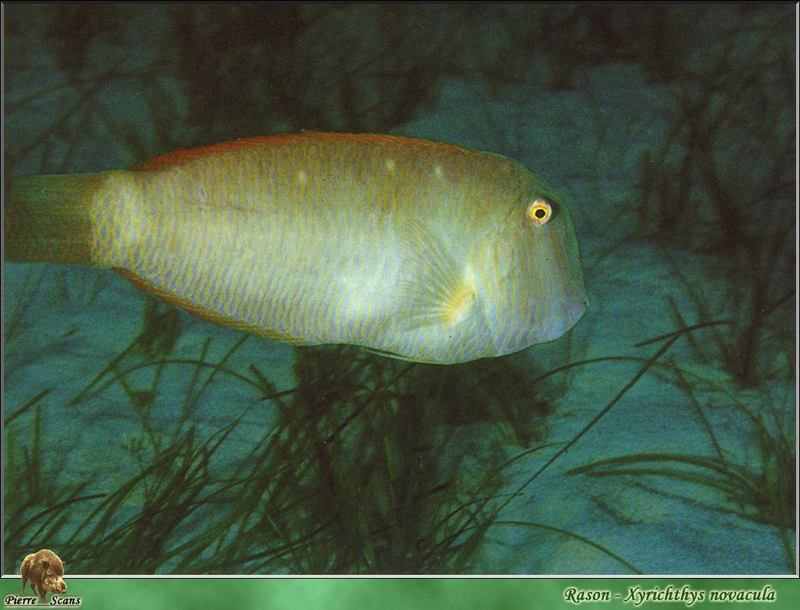 Cleaver Wrasse / Pearly Razor (Xyrichthys novacula Linnaeus, 1758); DISPLAY FULL IMAGE.