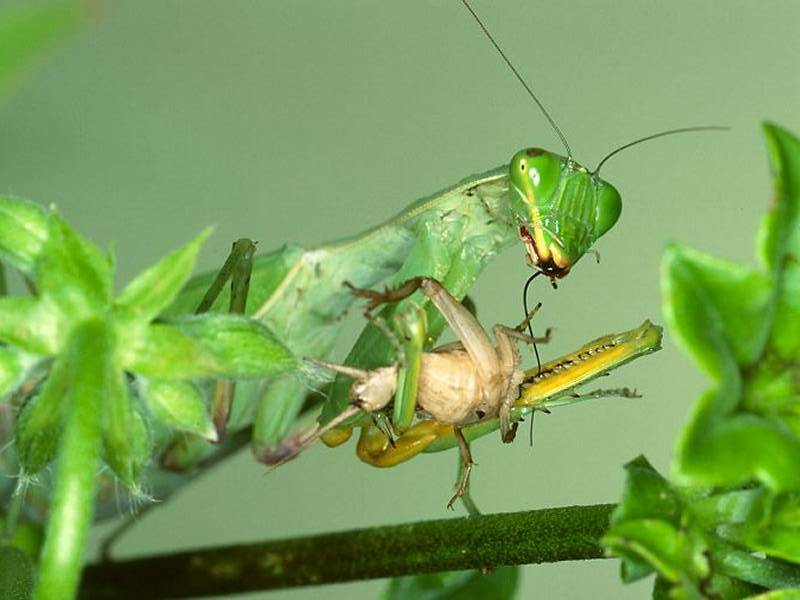 Mantis {!--사마귀-->; DISPLAY FULL IMAGE.