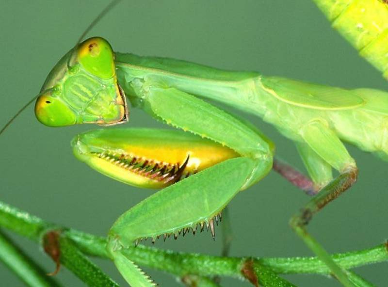 Mantis {!--사마귀-->; DISPLAY FULL IMAGE.