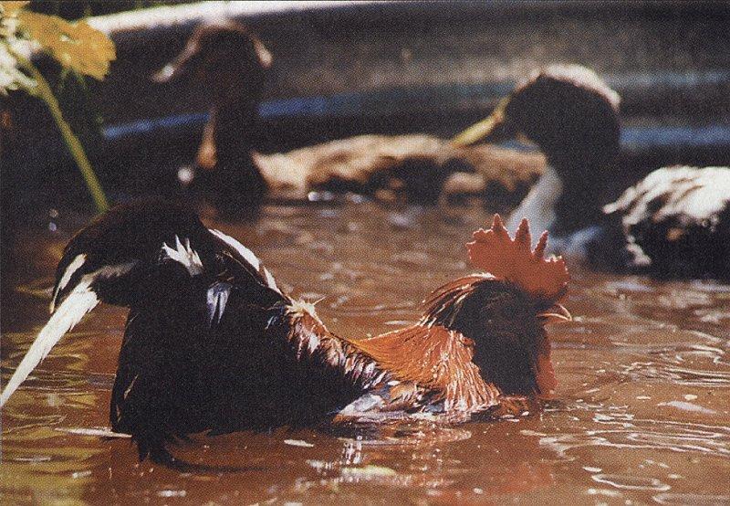 Domestic Chicken (Gallus gallus domesticus) rooster {!--닭,장닭,수탉-->; DISPLAY FULL IMAGE.