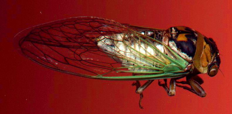 Cicada {!--매미-->; DISPLAY FULL IMAGE.