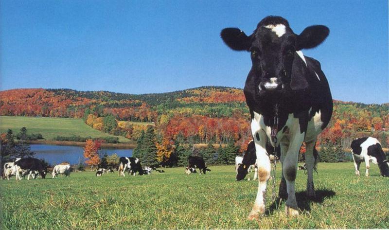 Domestic Cattle (Bos taurus) {!--소-->; DISPLAY FULL IMAGE.