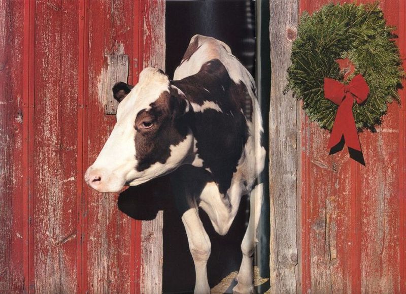 Domestic Cattle (Bos taurus) {!--소-->; DISPLAY FULL IMAGE.