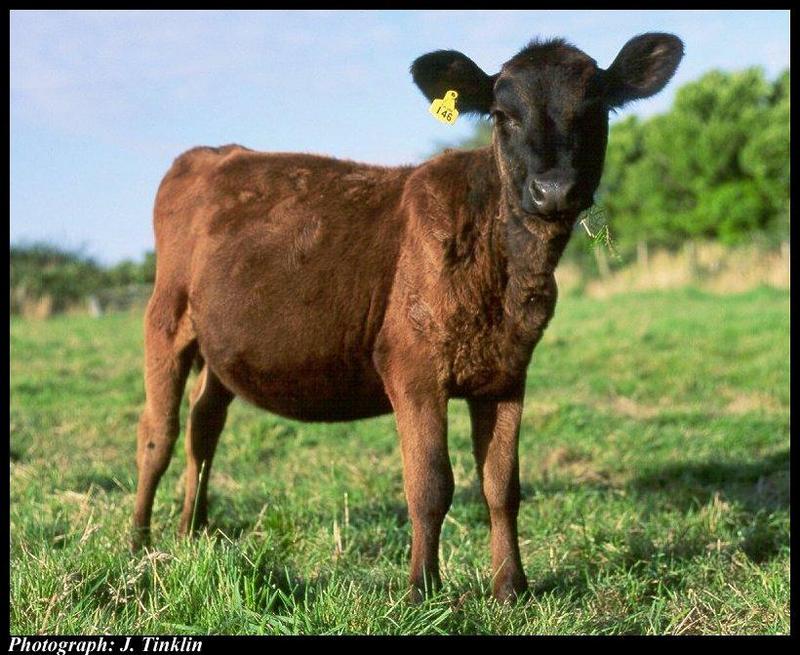 Domestic Cattle (Bos taurus) {!--소-->; DISPLAY FULL IMAGE.