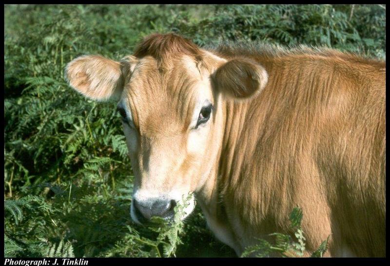 Domestic Cattle (Bos taurus) {!--소-->; DISPLAY FULL IMAGE.