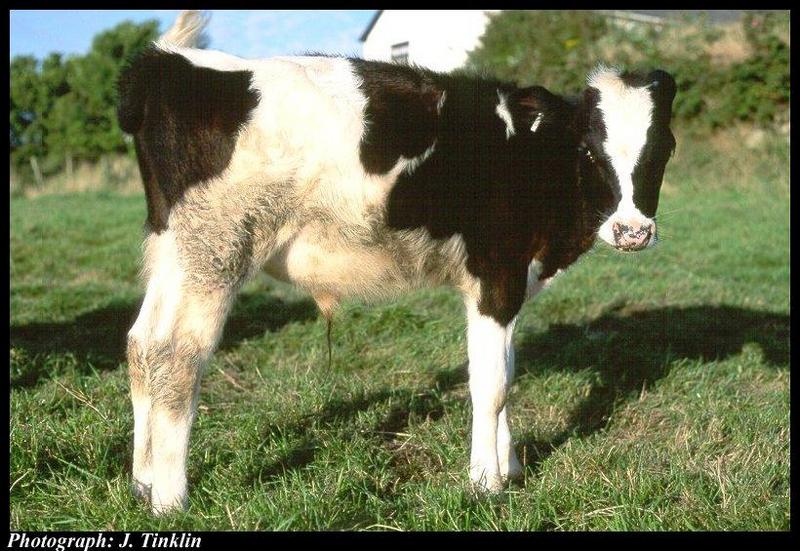 Domestic Cattle (Bos taurus) {!--소-->; DISPLAY FULL IMAGE.