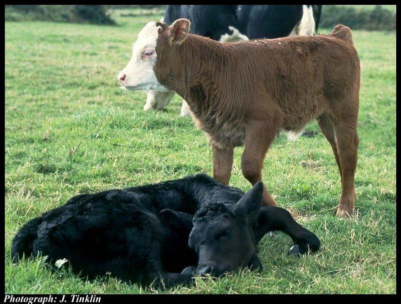 Domestic Cattle (Bos taurus) {!--소-->; DISPLAY FULL IMAGE.