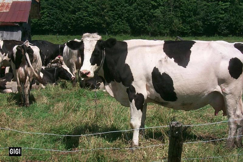 Domestic Cattle (Bos taurus) {!--소-->; DISPLAY FULL IMAGE.
