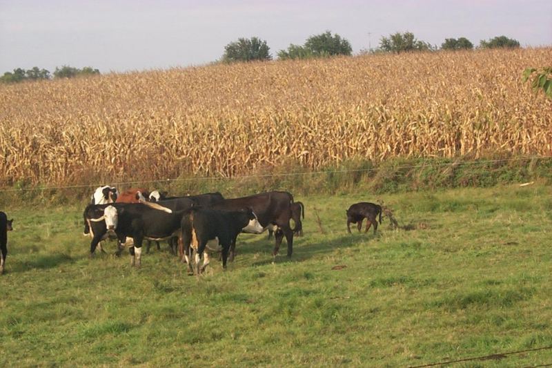 Domestic Cattle (Bos taurus) {!--소-->; DISPLAY FULL IMAGE.