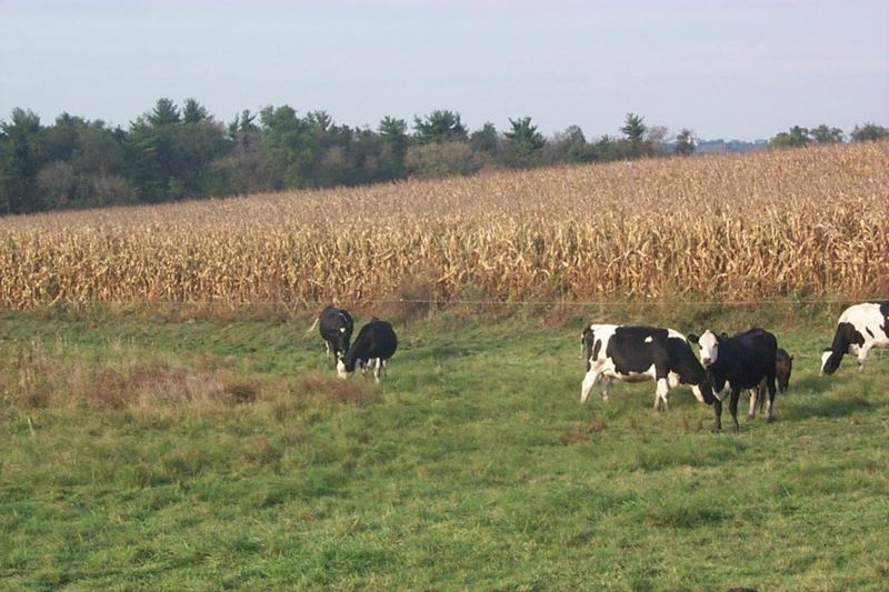 Domestic Cattle (Bos taurus) {!--소-->; DISPLAY FULL IMAGE.