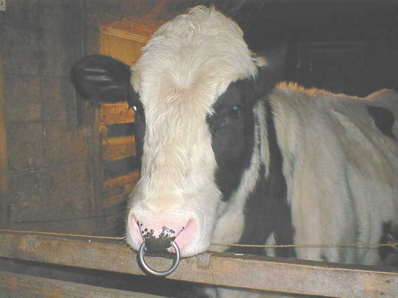 Domestic Cattle (Bos taurus) Holstein {!--소/홀스타인 품종-->; DISPLAY FULL IMAGE.