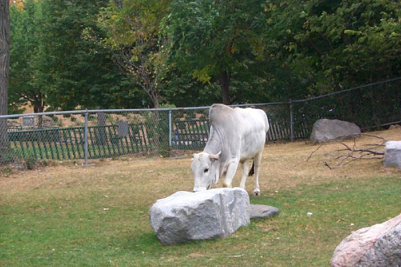 Domestic Cattle (Bos taurus) -- Zebu {!--소-->; DISPLAY FULL IMAGE.