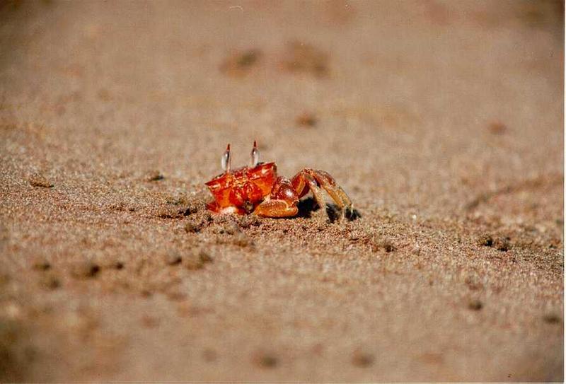 Costa Rican Crab; DISPLAY FULL IMAGE.