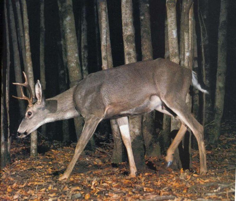 Deer {!--사슴-->; DISPLAY FULL IMAGE.