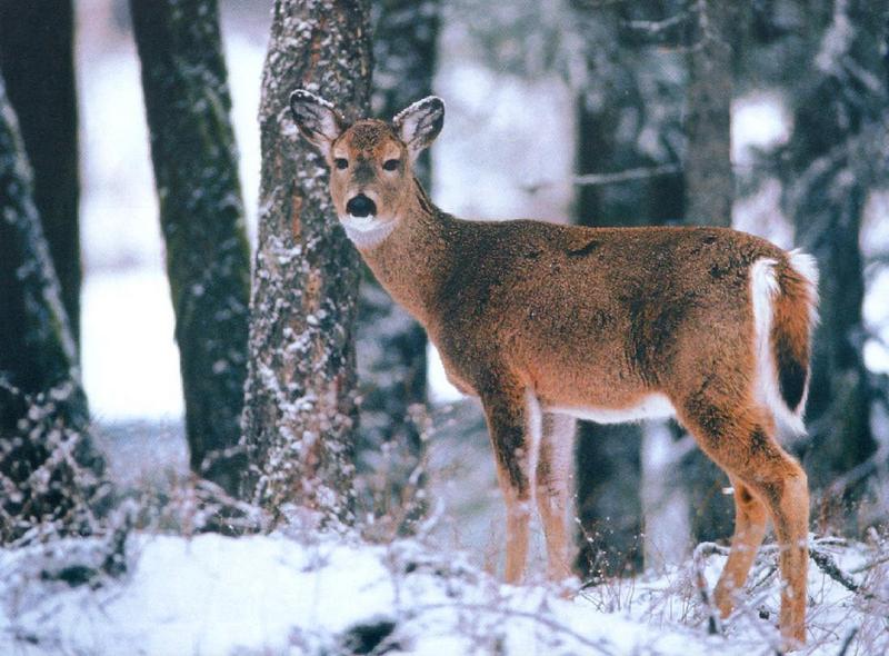 Deer {!--사슴-->; DISPLAY FULL IMAGE.