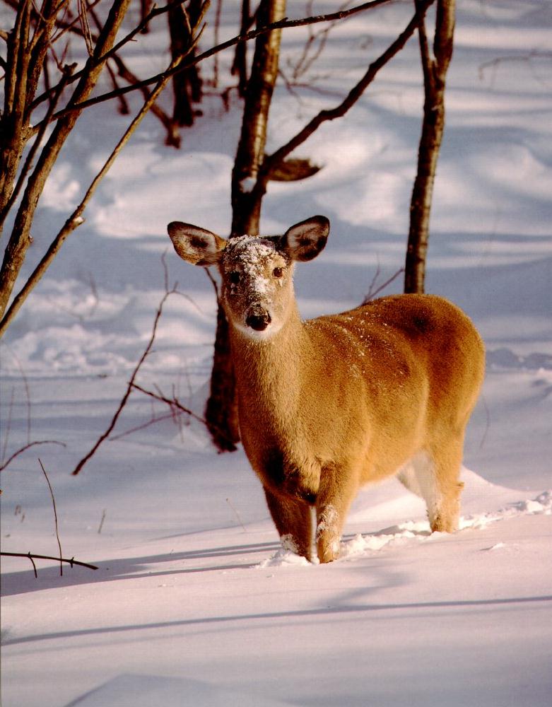 Deer {!--사슴-->; DISPLAY FULL IMAGE.
