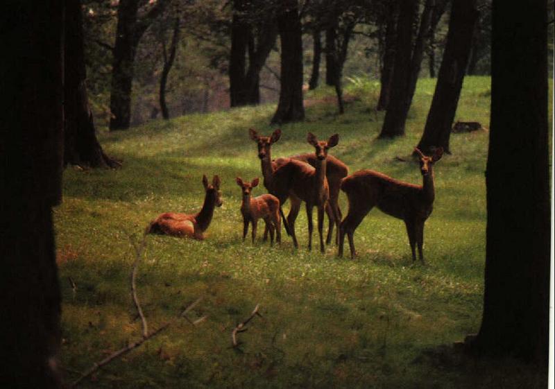 Deer {!--사슴-->; DISPLAY FULL IMAGE.