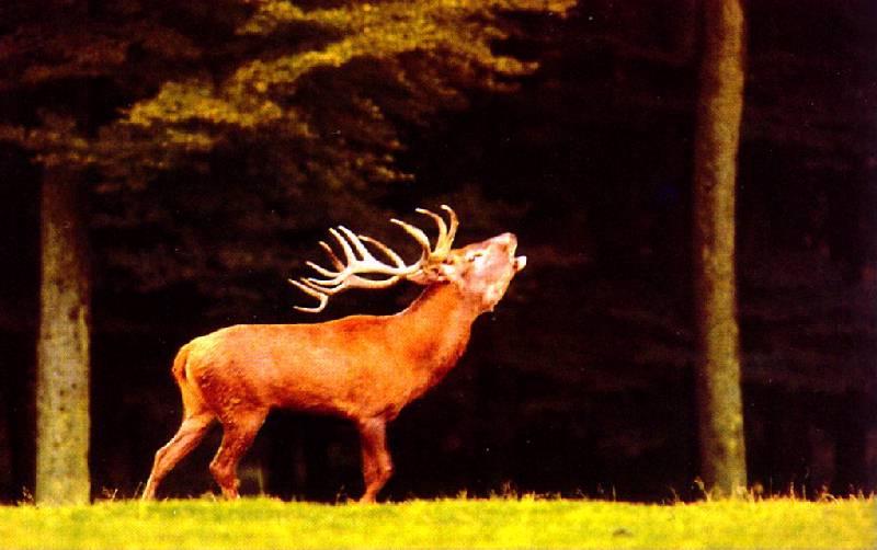 Deer {!--사슴-->; DISPLAY FULL IMAGE.