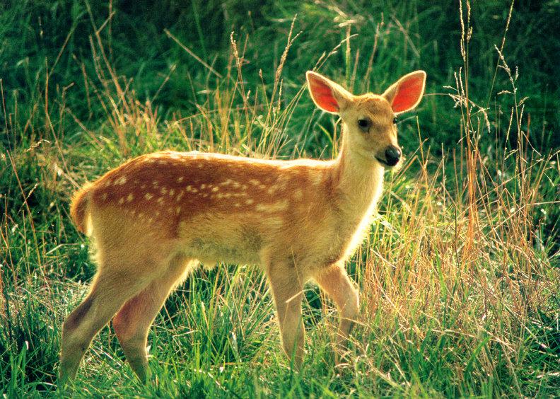 Deer {!--사슴-->; DISPLAY FULL IMAGE.
