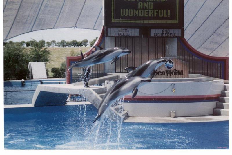Dolphins {!--돌고래-->; DISPLAY FULL IMAGE.