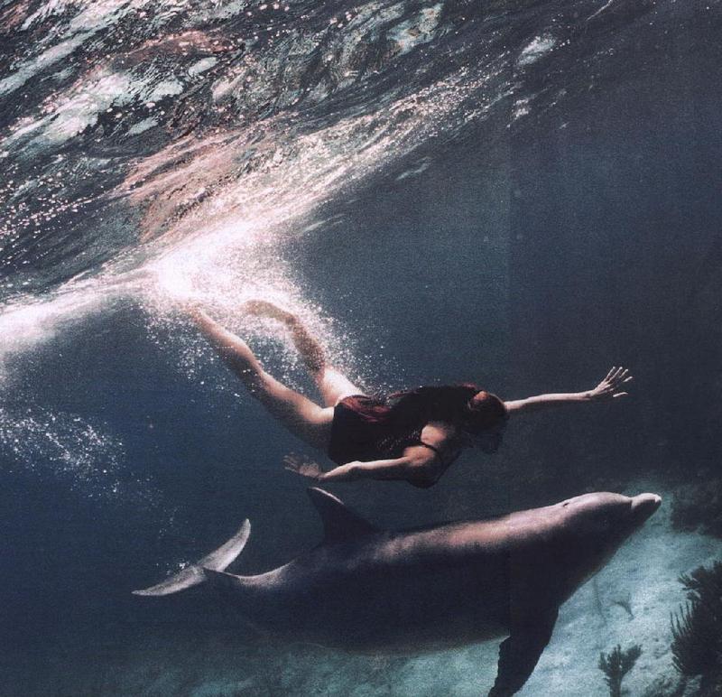 Dolphin {!--돌고래-->; DISPLAY FULL IMAGE.