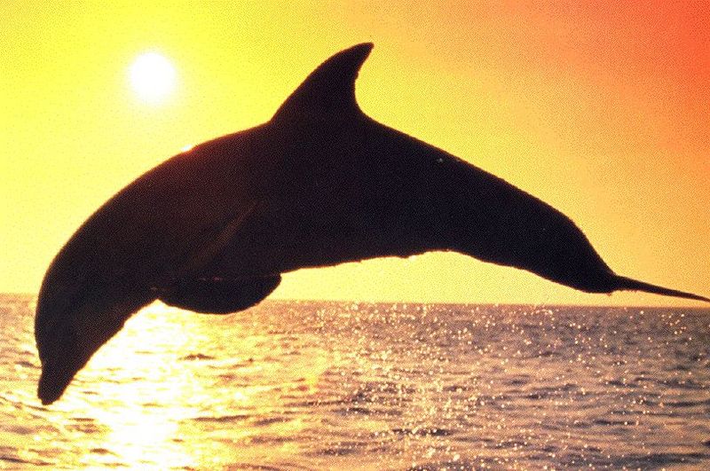 Dolphin {!--돌고래-->; DISPLAY FULL IMAGE.