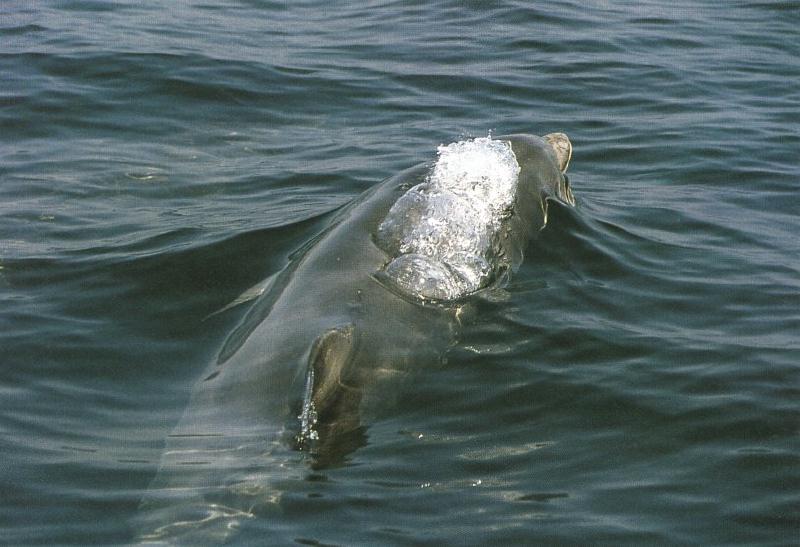 Dolphin {!--돌고래-->; DISPLAY FULL IMAGE.