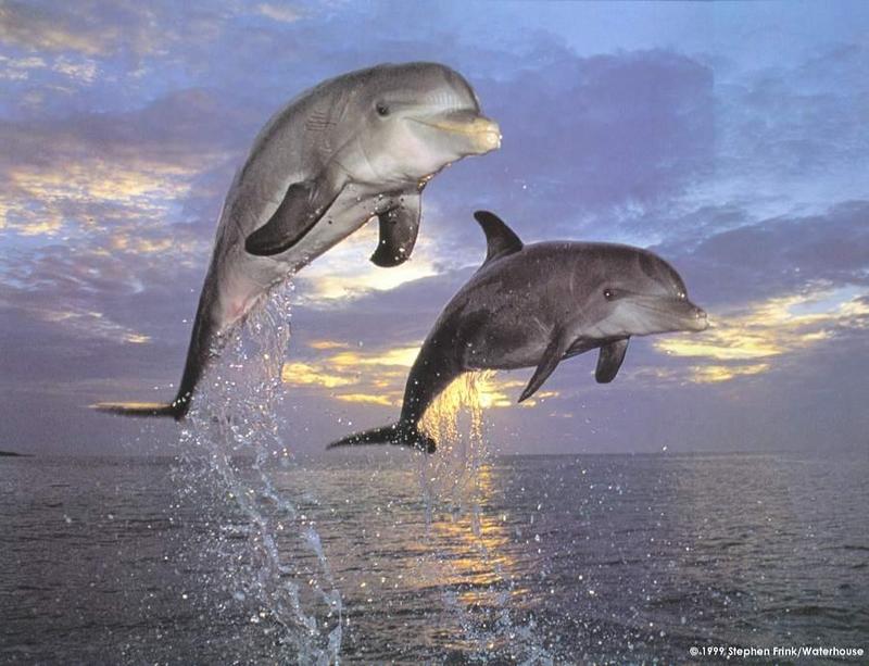Dolphins {!--돌고래-->; DISPLAY FULL IMAGE.