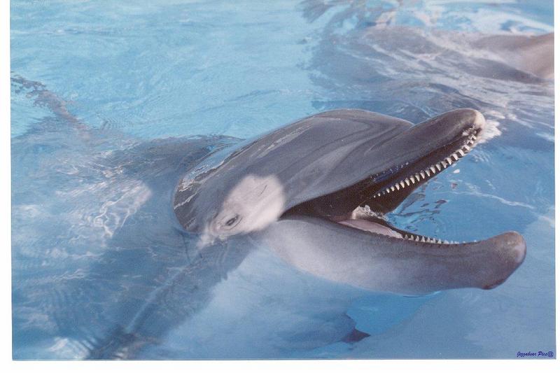 Dolphin {!--돌고래-->; DISPLAY FULL IMAGE.