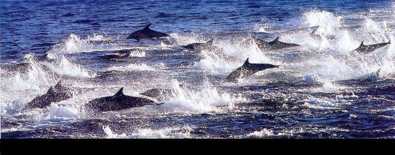 [Joe McDonald] Dolphins {!--돌고래-->; DISPLAY FULL IMAGE.