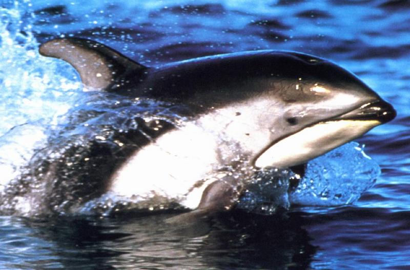 Dolphin {!--돌고래-->; DISPLAY FULL IMAGE.