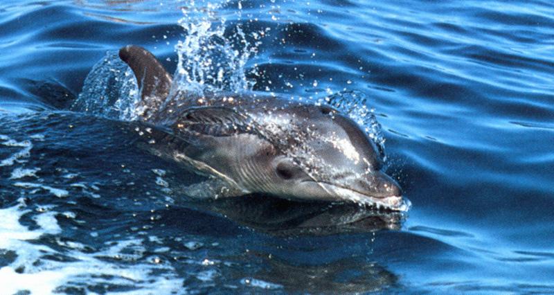 Dolphin {!--돌고래-->; DISPLAY FULL IMAGE.