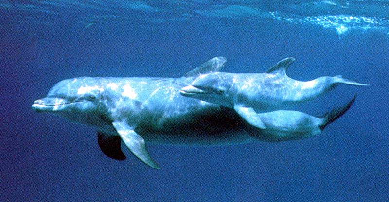 Dolphins {!--돌고래-->; DISPLAY FULL IMAGE.