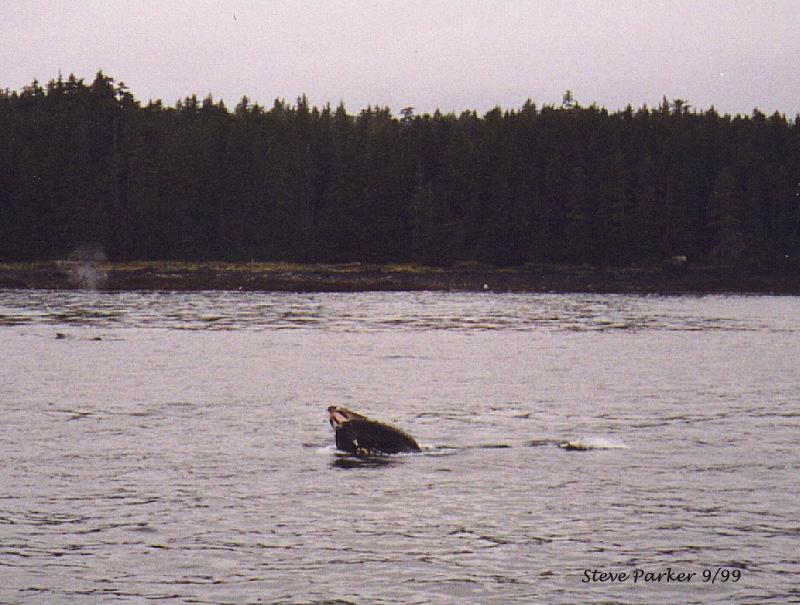 Whale {!--고래-->; DISPLAY FULL IMAGE.