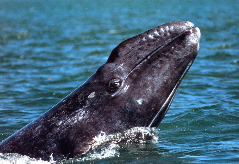 Whale {!--고래-->; DISPLAY FULL IMAGE.