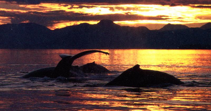 Whale {!--고래-->; DISPLAY FULL IMAGE.