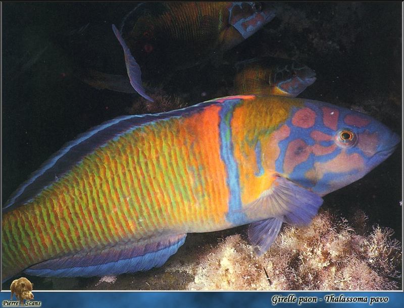 Thalassoma pavo (Linnaeus, 1758) - Ornate Wrasse {!--놀래기종류-->; DISPLAY FULL IMAGE.