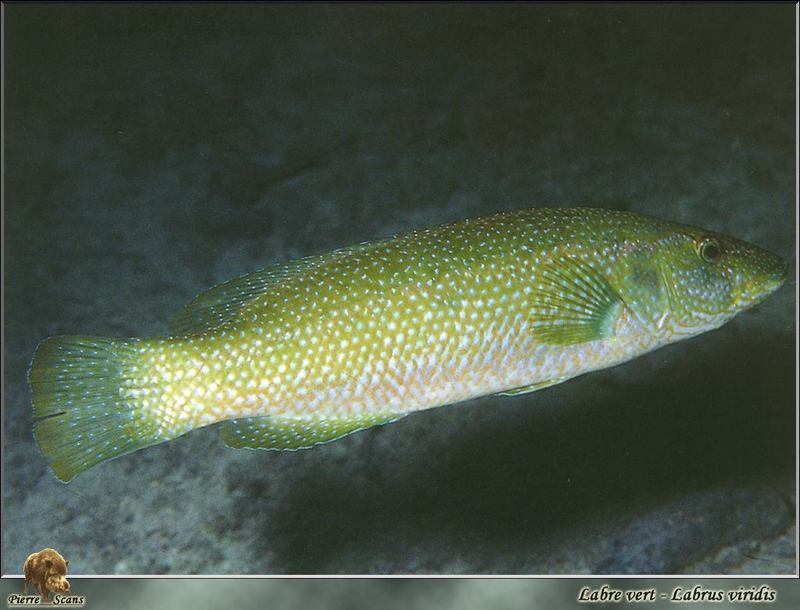 Labrus viridis (Linnaeus, 1758) - Green wrasse {!--놀래기종류-->; DISPLAY FULL IMAGE.