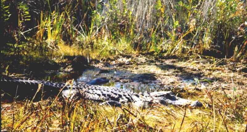American alligator (Alligator mississippiensis){!--미시시피악어-->; DISPLAY FULL IMAGE.
