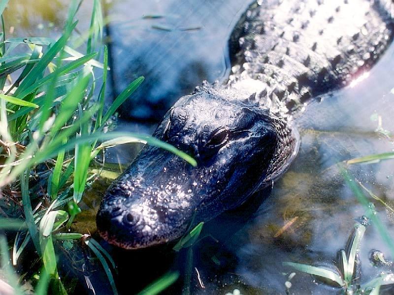 American alligator (Alligator mississippiensis){!--미시시피악어-->; DISPLAY FULL IMAGE.