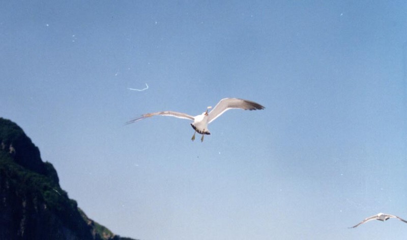 Gull {!--갈매기종류-->; DISPLAY FULL IMAGE.