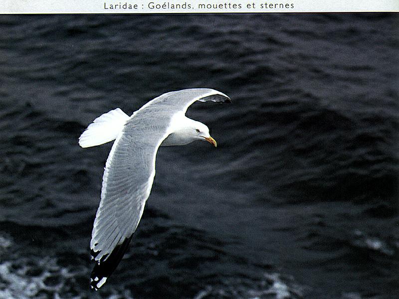 Gull {!--갈매기종류-->; DISPLAY FULL IMAGE.