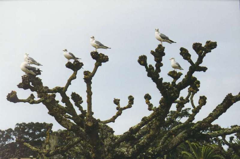 Gulls {!--갈매기종류-->; DISPLAY FULL IMAGE.