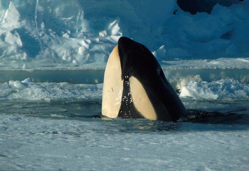 Orca {!--범고래-->; DISPLAY FULL IMAGE.